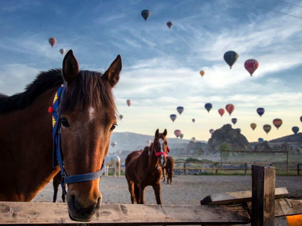 Two Horses and air balloons behind at Cappadocia. One of best destinations honeymoon in Turkiye.