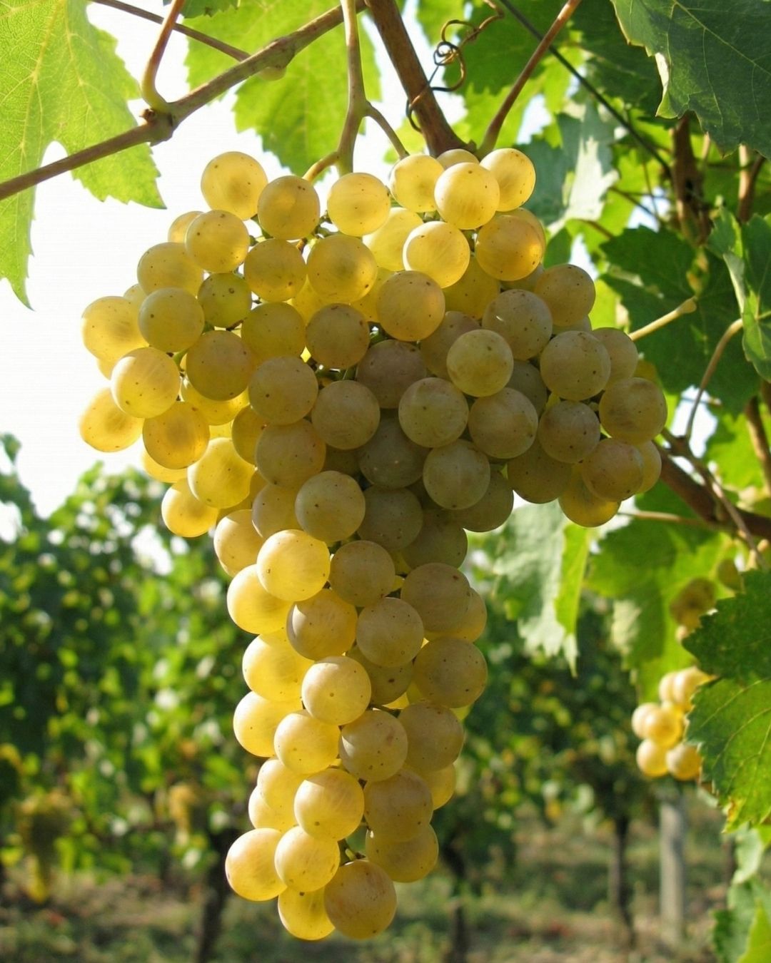 Bornova Misketi Late Harvest