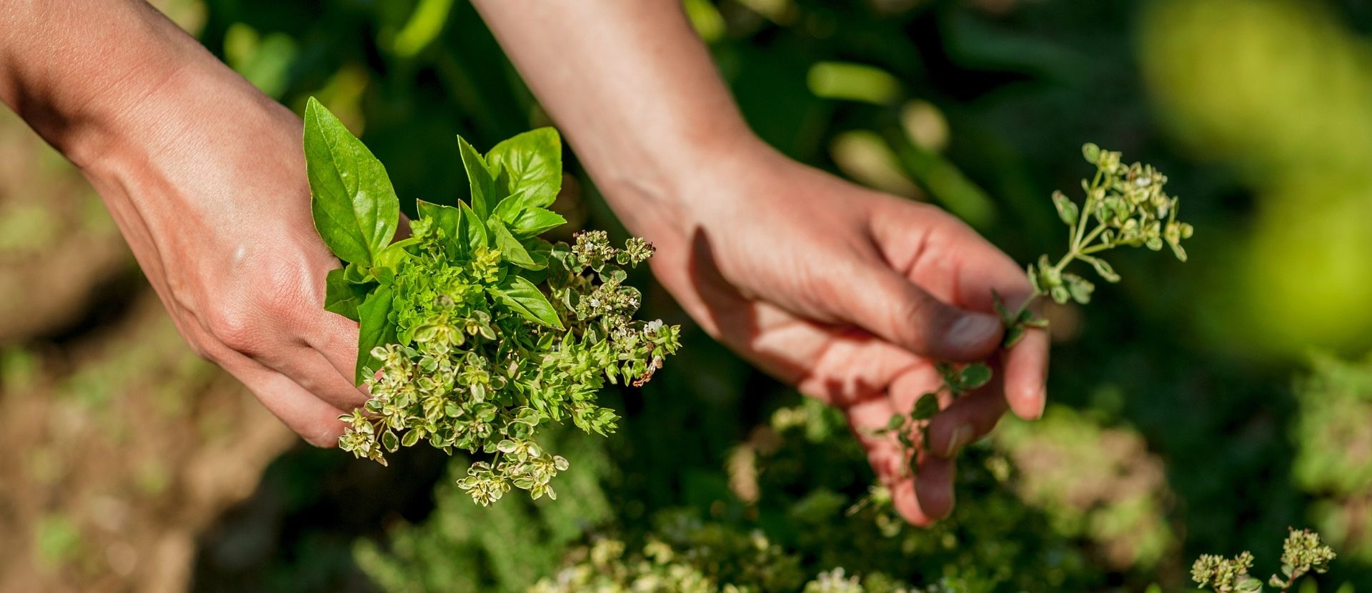 Aegean Wild Herbs and Greens