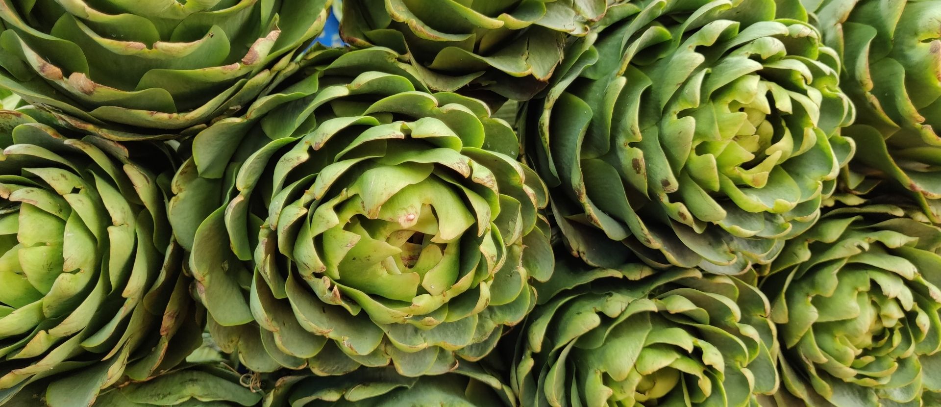Urla Artichoke